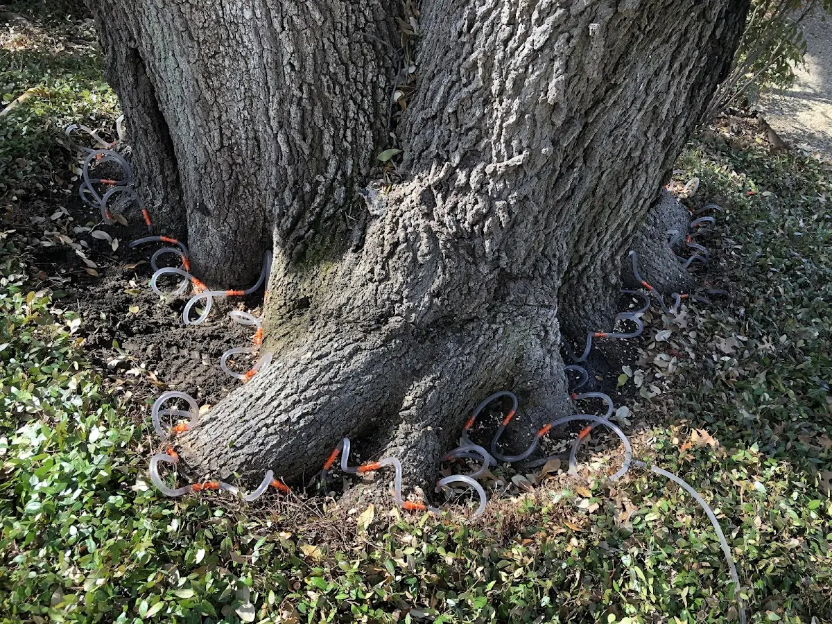 Detailed Tree Cabling and Bracing job site in Brackenridge