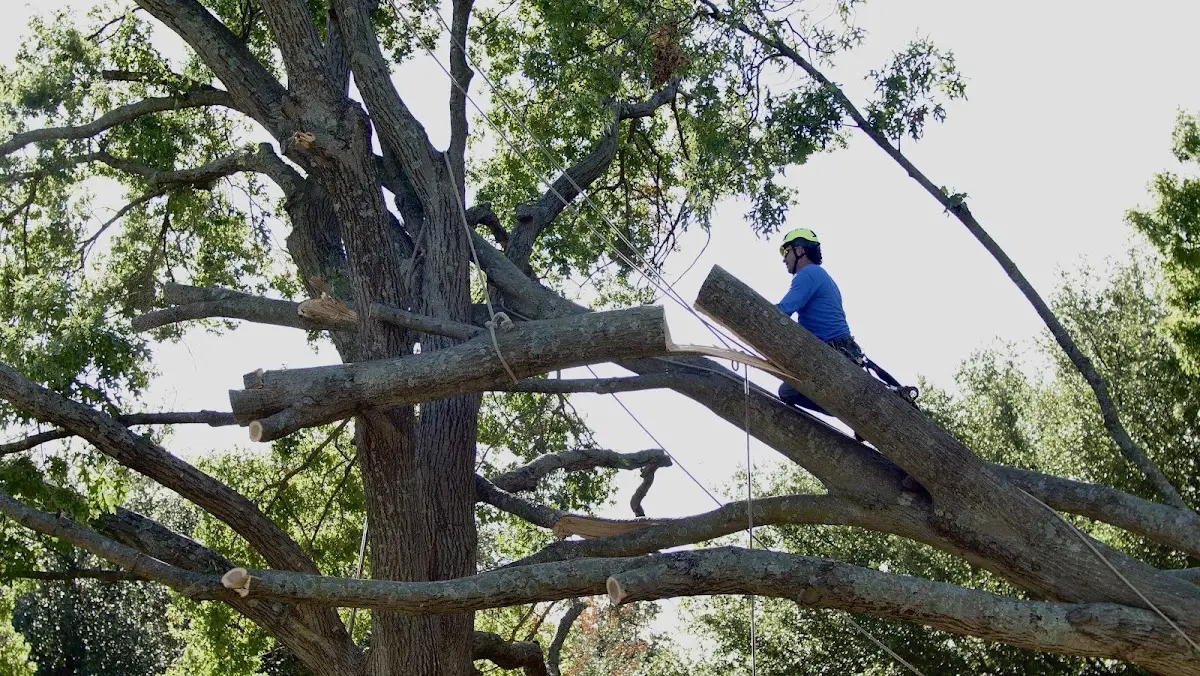 Professional Crown Thinning performed by certified arborists in Brackenridge