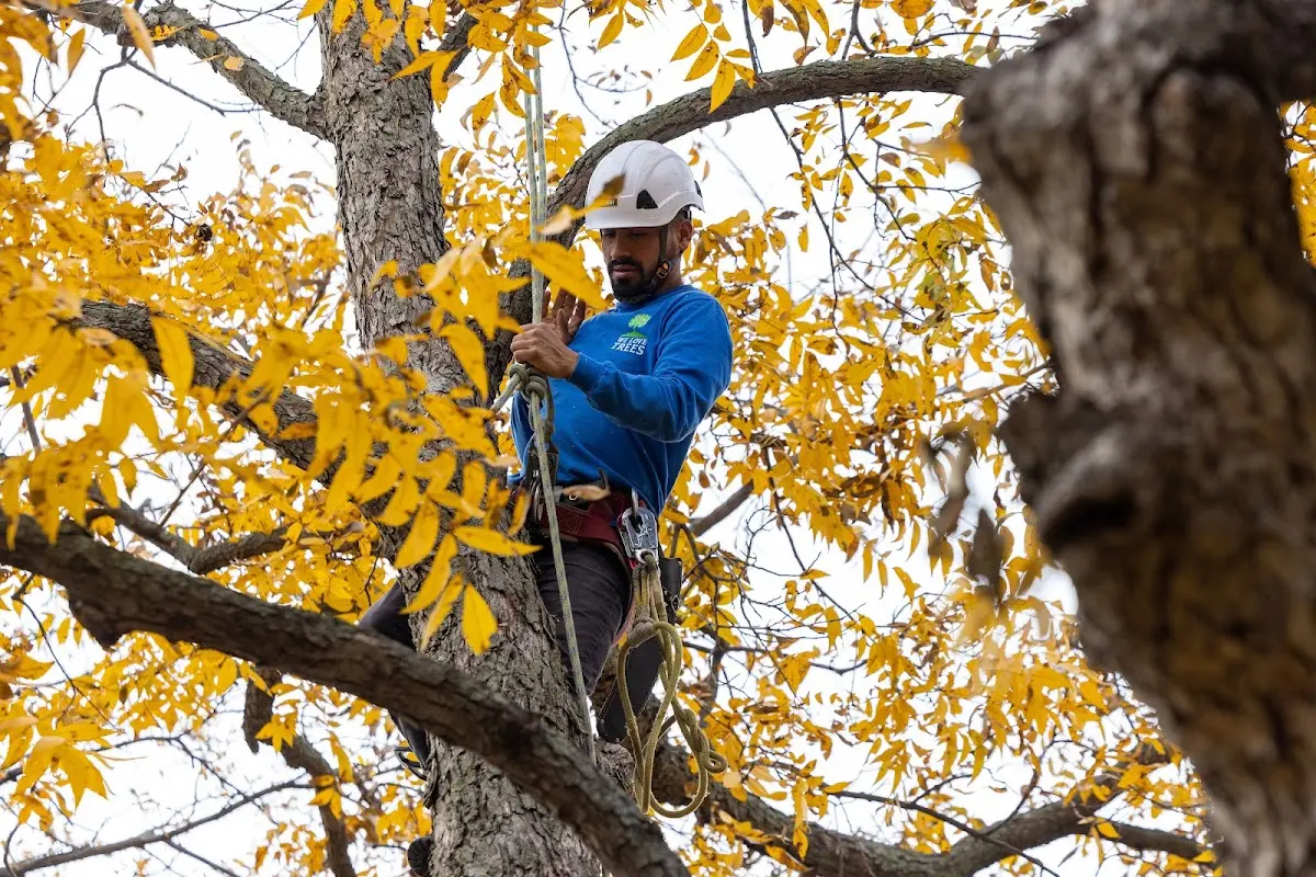 Skilled Tree Planting crew working in Brackenridge
