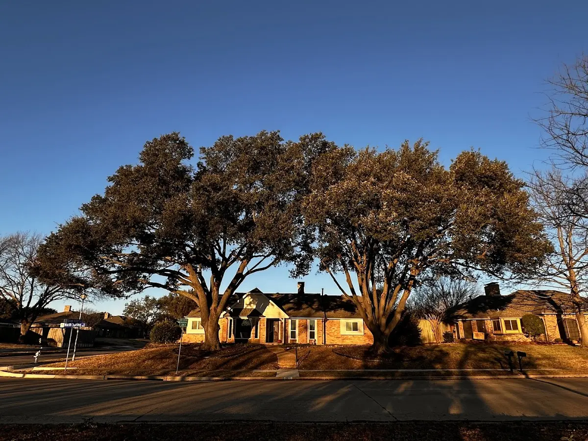 Established residential canopy tree shading a home in Brackenridge